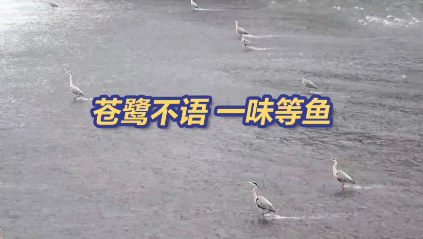 二零二三年香港赛马会网站,杭州女童坠亡案保姆方诉雇主,收益成语分析落实_VR版V8.83
